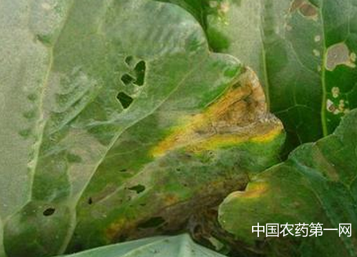 油菜常见病害防治方法